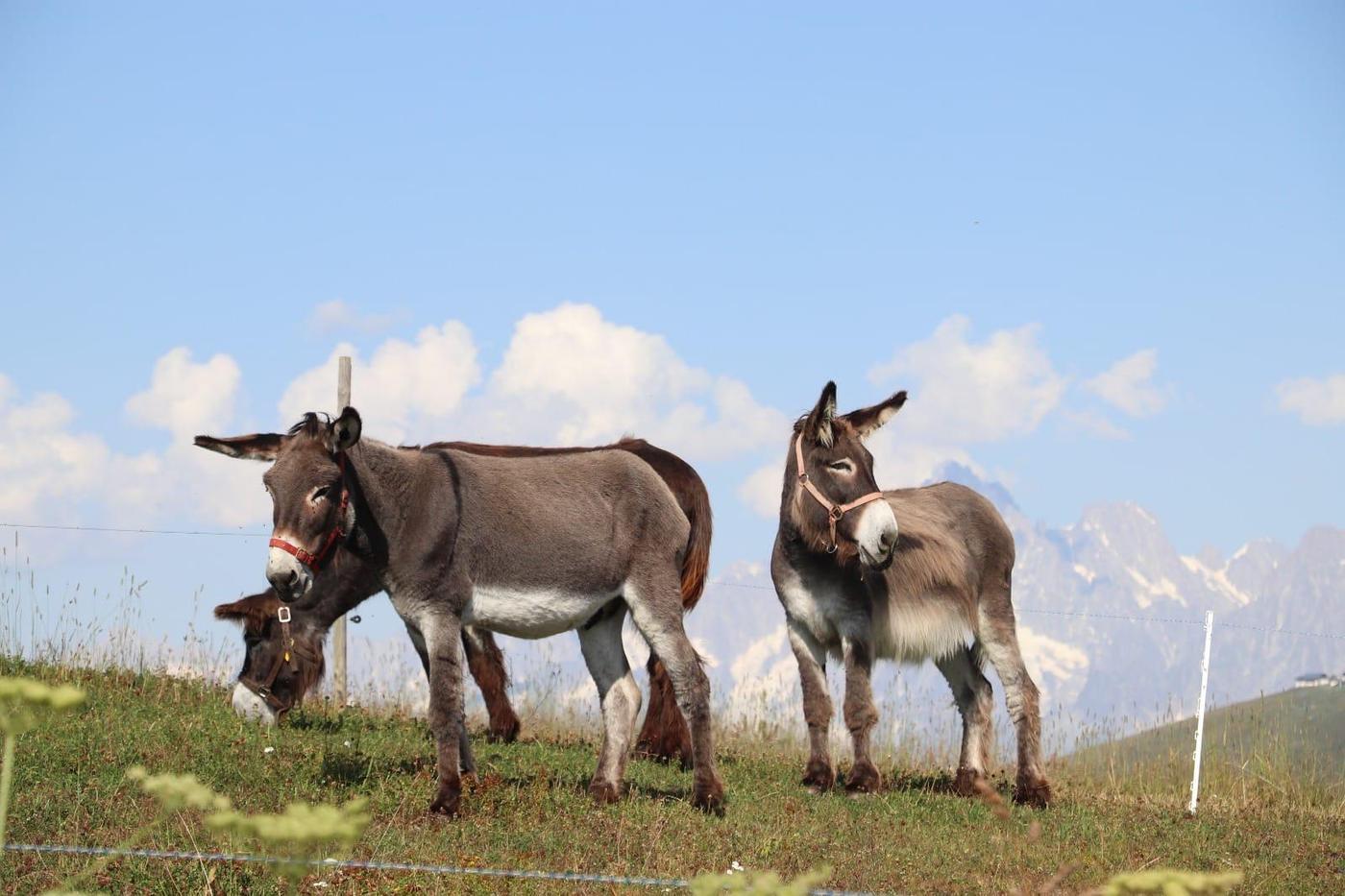 Three pack donkeys in a meadow, with the Jura mountains behind