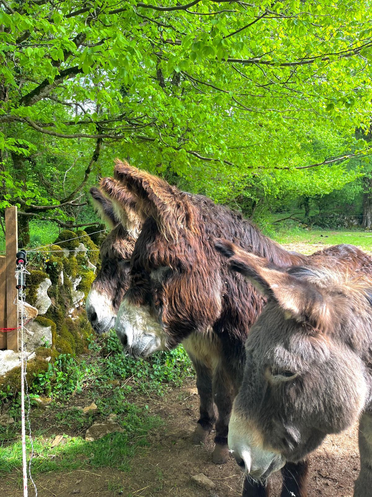 The donkeys in the meadow at the end of the day, at the edge of the woods