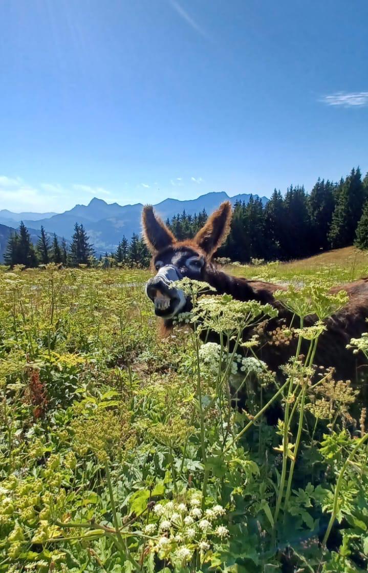 A donkey grazing over the hedge, with the mountains beyond