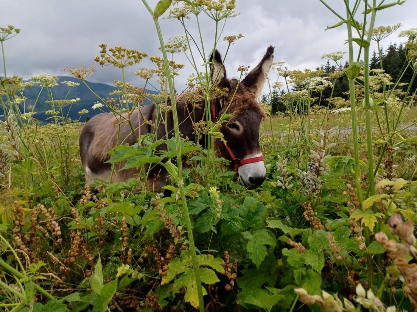 A donkey with its head among the cow parsley