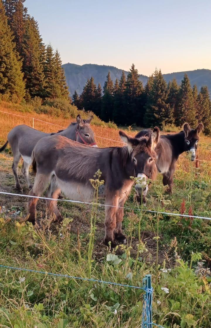 Two donkeys close up, in the shade of a tree